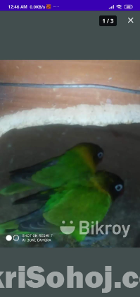 Love bird